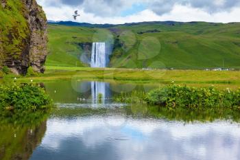 Striking reflection. Abounding waterfall Skogafoss reflected in a small pond. In the middle of the pond picturesque flower beds