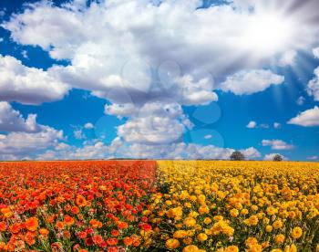 The southern sun illuminates the flower fields of red and yellow garden buttercups- ranunculus. Wind drives the clouds. Concept of rural tourism
