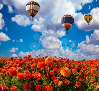 Three multi-color balloons flying over fields of red buttercups - ranunculus. Strong wind drives the clouds. Concept of rural and extreme tourism