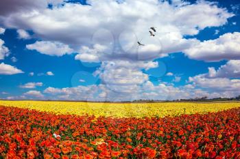 The southern sun illuminates the flower fields of red and yellow buttercups. Migratory birds flying high in the cumulus clouds. Concept of rural tourism