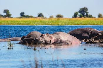 Two Hippopotamus in the river on a hot day. The concept of extreme and exotic tourism. Chobe National Park, Botswana, Okavango Delta
