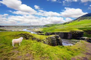 White sheep grazing on the cliff.  Bizarre cliffs surround the stream with glacial water. The Icelandic Tundra in July