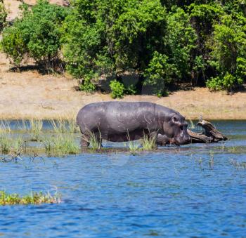  The concept of extreme tourism in Chobe National Park, Okavango Delta, Botswana. Family of hippos in the river