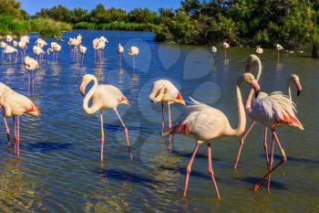  Sunset in the Camargue national park. Rhone Delta, Provence, France. Flock of adorable pink flamingos. Exotic birds standing in a shallow lake