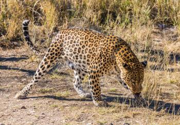 African spotted leopard after feeding. Travel to Namibia. The concept of exotic and extreme tourism