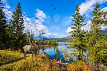 Early morning on the cold lake, Jasper national park. On the bank of lake there is magnificent deer with branchy horns