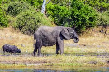 Fascinating journey to Africa. Chobe National Park in Botswana. Watering large animals in the Okavango Delta. Elephants