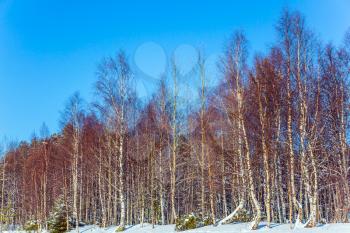 Forest on the shore of a frozen river. The Arctic Circle. Christmas in Lapland. The concept of exotic and extreme travel