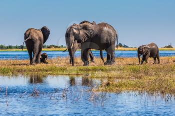 The oldest national park in Botswana - Chobe National Park. Watering in the Okavango Delta, Africa. Herd of elephants adults and cubs crossing river in shallow water