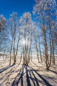 Birch grove under the snow. Christmas. The cold northern sun is above the horizon. Winter in the Arctic. The concept of extreme tourism
