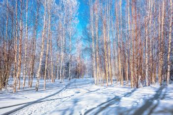 Transparent cold air of forest. Bright winter frosty day. Ski road in the snow-covered aspen grove. The concept of extreme and ecotourism 
