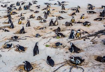 Large herd of black - white penguin on the sandy beach of the Atlantic Ocean. Boulders Penguin Colony, National Park Table Mountain. South Africa