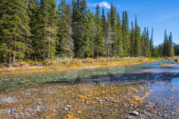 Pine forest in  Rocky Mountains. Beneaped creek autumn in Banff National Park. Canada