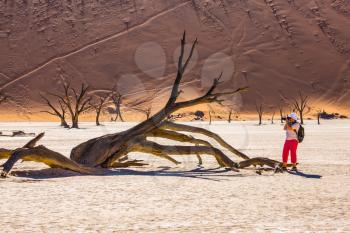 Travel to Namibia. Elderly woman photographing picturesque dried tree. The dried-up lake surrounded by orange dunes