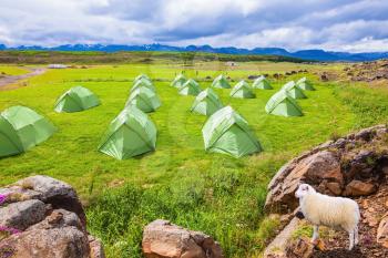 Icelandic white sheep grazing next to a summer campground.  Summer holidays in Iceland