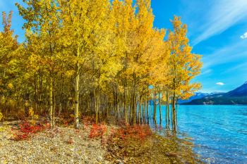 Journey to the Golden Autumn in Rocky Mountains. Magnificent turquoise Abraham Lake in a flood. The flooded coastal gold birchwoods. The concept of ecological and active tourism