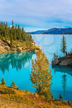  Stunning turquoise Abraham Lake. Rocky Mountains of Canada in the Indian summer. The concept of ecological and active tourism