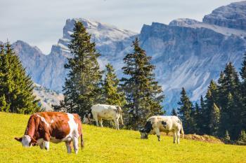 On the green grass hillside grazing three cows. Sunny in Dolomites. Forested mountains surrounded by green Alpine meadows. The concept of active and eco-tourism