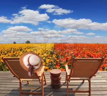 Wooden comfortable sun loungers next to the flower field. The concept of recreation and eco-tourism. Elegant women's straw hat hanging on a deck chair