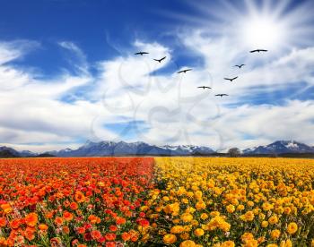 Strong wind drives the cirrus clouds. Migratory birds flying high in the sky. The southern sun illuminates the flower fields. Concept of rural tourism
