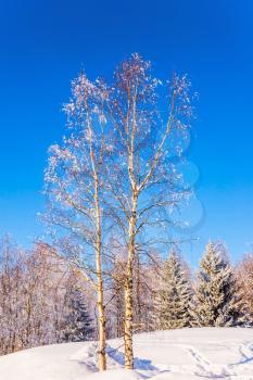  Bright frosty winter day. Transparent cold air of birch grove. Winter in the Arctic. The concept of extreme tourism
