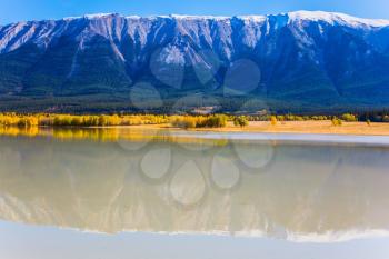 Rocky Mountains are reflected in the smooth water of the lake. Warm September. On the shores of the Abraham lake there are autumn forests. Concept of ecological and active tourism