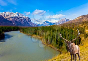 Magnificent deer on the bank of Abraham Lake. Indian Summer in the Rockies of Canada. Concept of ecological and active tourism