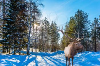 Sunny cold winter day in the Arctic. Magnificent reindeer with horns. Snow-covered forest. Concept of active and ecological tourism