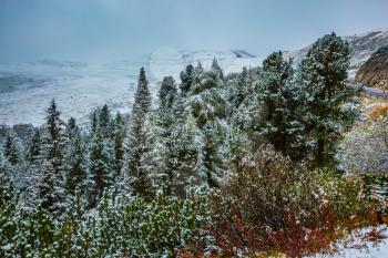  Coniferous forest on mountain slopes covered with the first snow. Dolomites in Northern Italy. Alpine Pass Giau