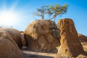 Sandy Acacia on the granite rocks of the Namib Desert. Spitzkoppe, Namibia. Concept of extreme and ecological tourism