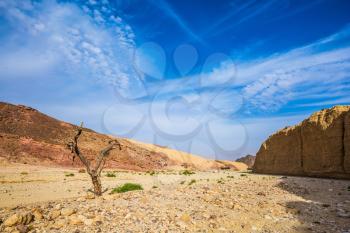 Stone desert near the seaside resort of Eilat. Fancifully curved dried tree. Walking route on  picturesque Black canyon