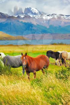 Gray, bay and black horses grazing in a meadow near the lake. On the horizon, towering cliffs Torres del Paine