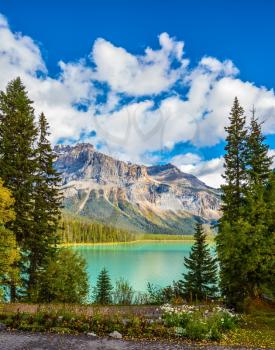  Rocky Mountains, British Columbia, Canada. Blossoming glade in coniferous forest. Beautiful autumn day on the Emerald Lake