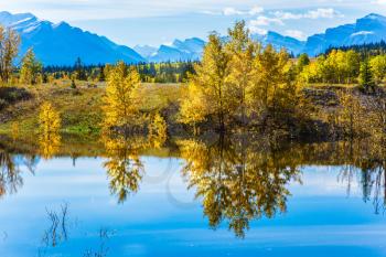 The mirror surface of artificial Abraham lake reflects light cirrus clouds and trees. Sunny autumn day in the Rocky Mountains of Canada. The concept of ecological and active tourism