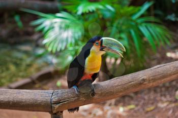 Large bird with bright plumage and a huge beak. Toucan in the South American zoo of exotic tropical birds