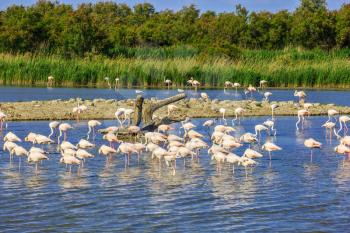  Sunset in the Camargue national park. Rhone Delta, Provence, France. Flock of adorable pink flamingos. Exotic birds sleeping in a shallow lake