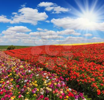  The bright spring sun illuminates field of agriculture in Israel. Huge fields of red and yellow garden buttercups /ranunculus/  ripened for harvesting