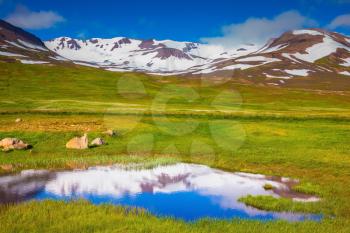 Summer Iceland. The hills are covered with snow and are reflected in a small lake. The fields overgrown with fresh green grass