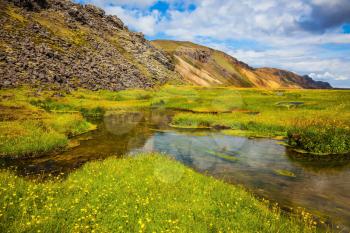 Green grass among hot springs. The picturesque valley in the National Park Landmannalaugar