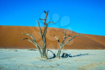 Scenic dried trees among the giant orange sand dunes. The dried lake Deadvlei. Namibia, ecotourism in Namib-Naukluft National Park