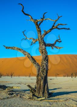 Ecotourism in Namib-Naukluft National Park, Namibia. Long evening shadows. The bottom of dried lake Deadvlei, with dry trees