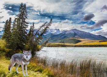 Magnificent landscape in the Rocky Mountains. Gray forest wolf stands on the shore of the lake. The concept of ecological and active tourism