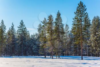  The concept of active and extreme travel. Snowy sunset in the Lapland. Road in the winter coniferous forest