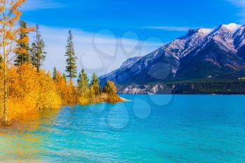 Picturesque turquoise Abraham Lake in a flood. Journey to the Golden Autumn in Rocky Mountains. The flooded coastal gold aspen grove. The concept of ecological and active touris