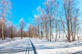 Crouching road in the snow-covered aspen grove. Transparent cold air of forest. Bright winter frosty day. The concept of extreme and ecotourism 
