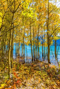 Flooded coastal  birch groves. Magnificent turquoise Abraham Lake. Rocky Mountains of Canada in the Indian summer. The concept of ecological and active tourism