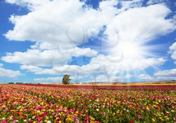 Spring flowering. Kibbutz fields of flowering garden buttercups. Lush cumulus clouds fly over the fields. Concept of ecological and rural tourism