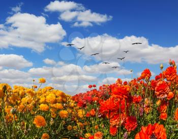 The concept of recreation and eco-tourism. The southern sun illuminates the flower fields of red and yellow buttercups. Migratory birds flying high in the cumulus clouds