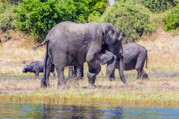 Chobe National Park in Botswana. Watering in the Okavango Delta. Herd of African elephants crossing river in shallow water. The concept of active and exotic tourism