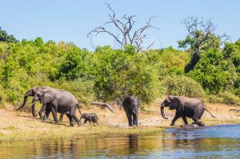  Watering in the Okavango Delta. The concept of active and exotic tourism. Herd of African elephants crossing river in shallow water. Chobe National Park in Botswana